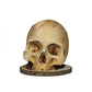 🔥 LAST DAY PROMOTION - 50%OFF 🔥 Gothic Skull Knife Holder